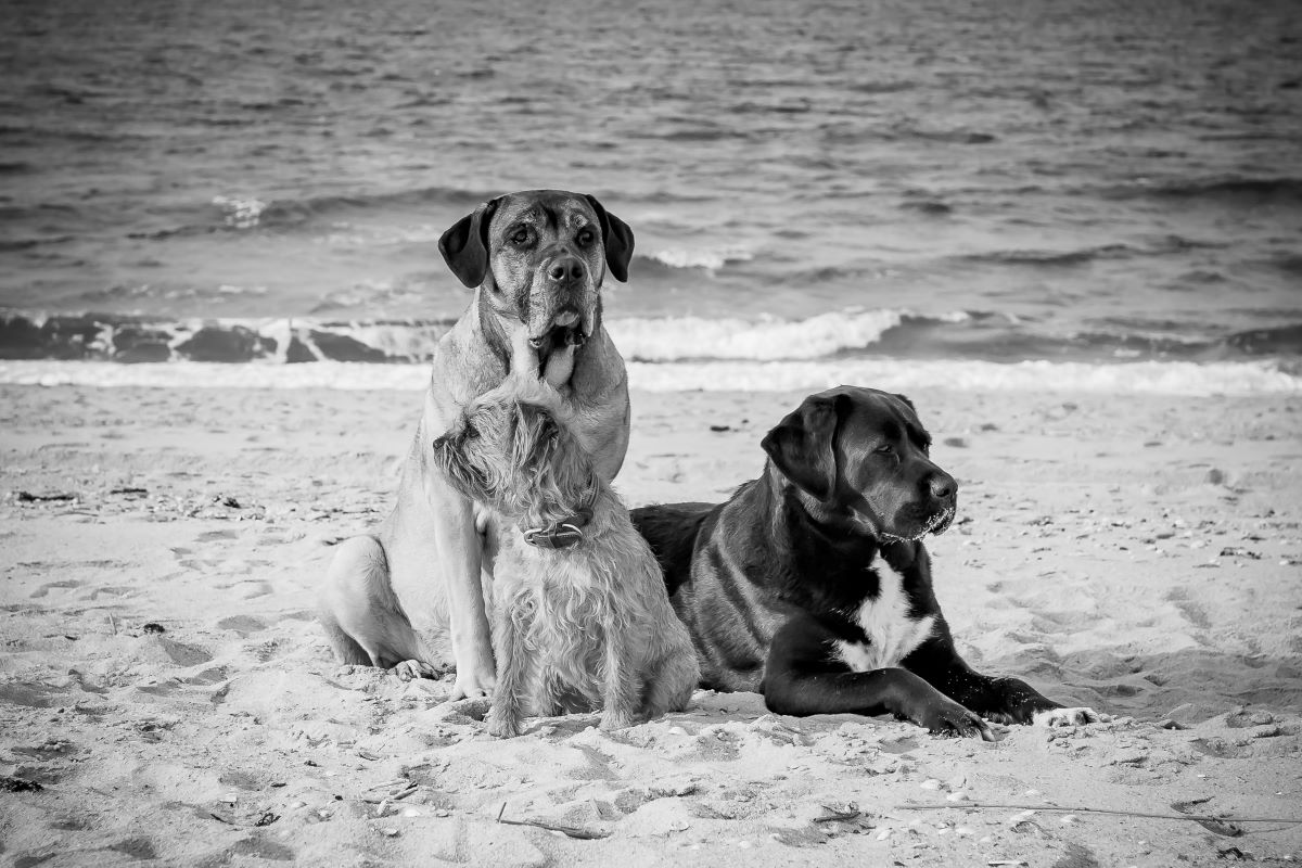 CAMP: Persönlichkeiten und Beziehungen! Mensch-Hund Beziehungen verstehen und stärken.