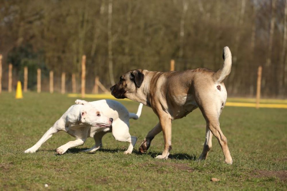 Deep talk! Hunde lesen lernen! Körpersprache des Hundes verstehen.