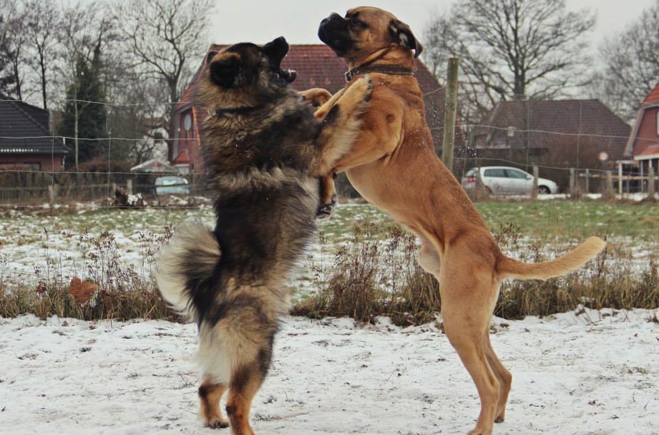 Der knurrt! Aggressionsverhalten des Hundes