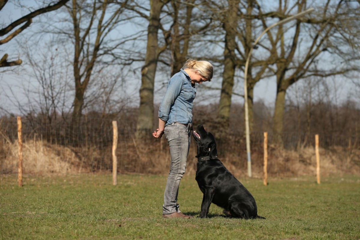 Dressierst du noch oder kommunizierst du schon? Kommunikation zwischen Mensch und Hund verstehen und verbessern