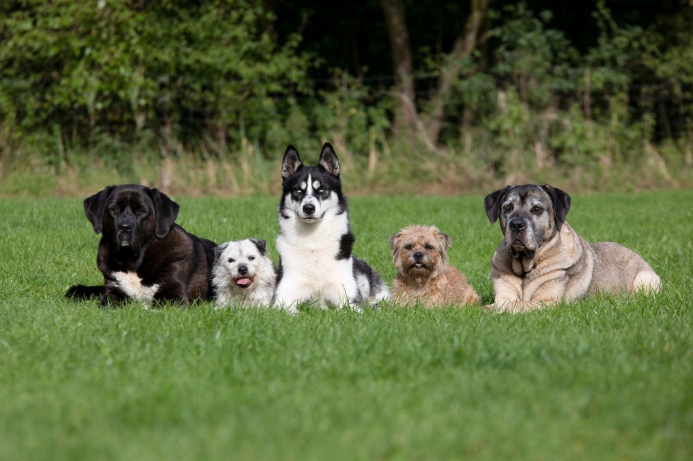 Ein Hund ist kein Hund?! Mehrhundehaltung