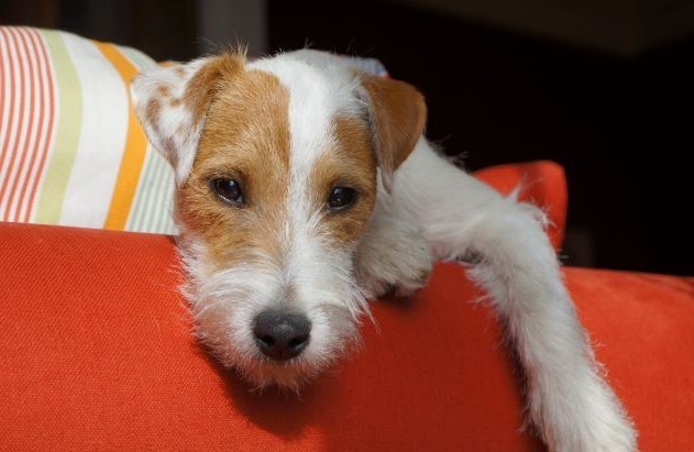 Entspannter Hund! Der Specialkurs.