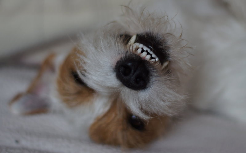 Friss das nicht! Nein und Aus.