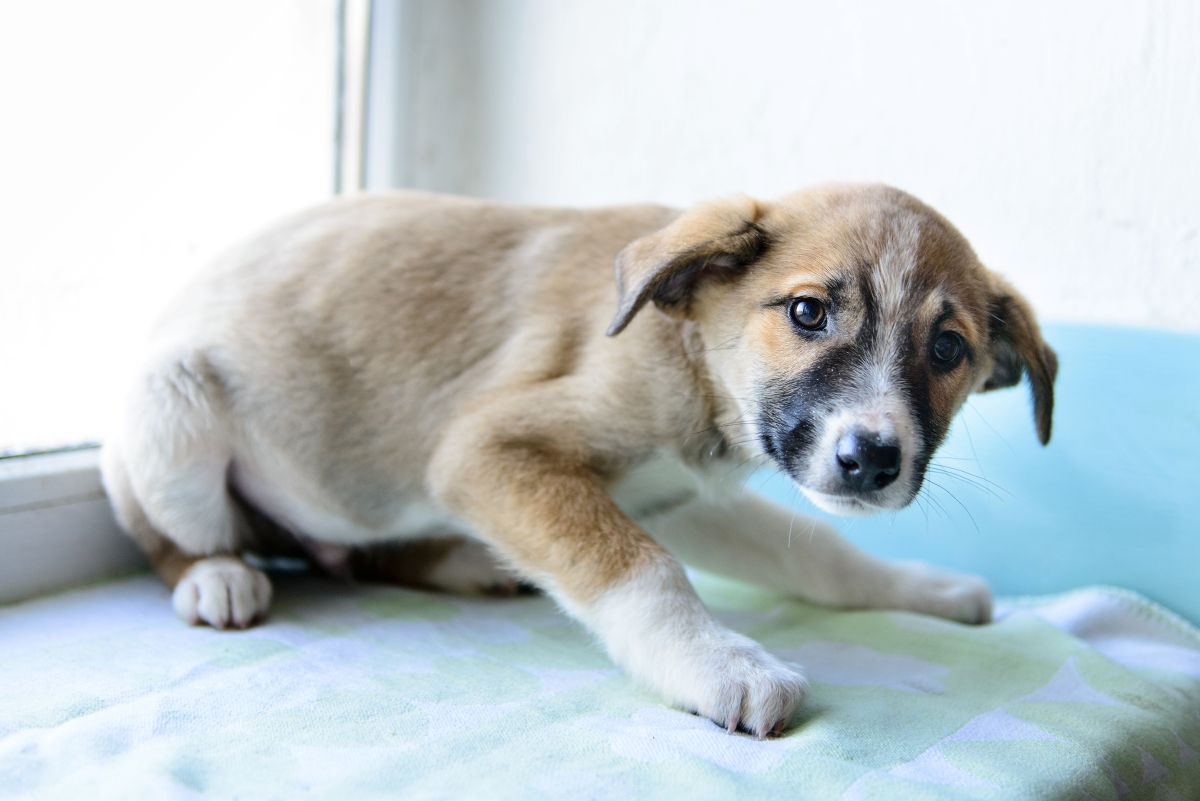 Hilf mir! Angst, Furcht und Unsicherheiten beim Hund verstehen und begleiten