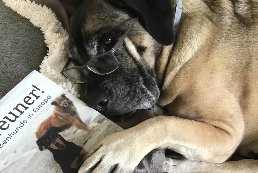 Hundehalterausbildung: Hundewissen komplett