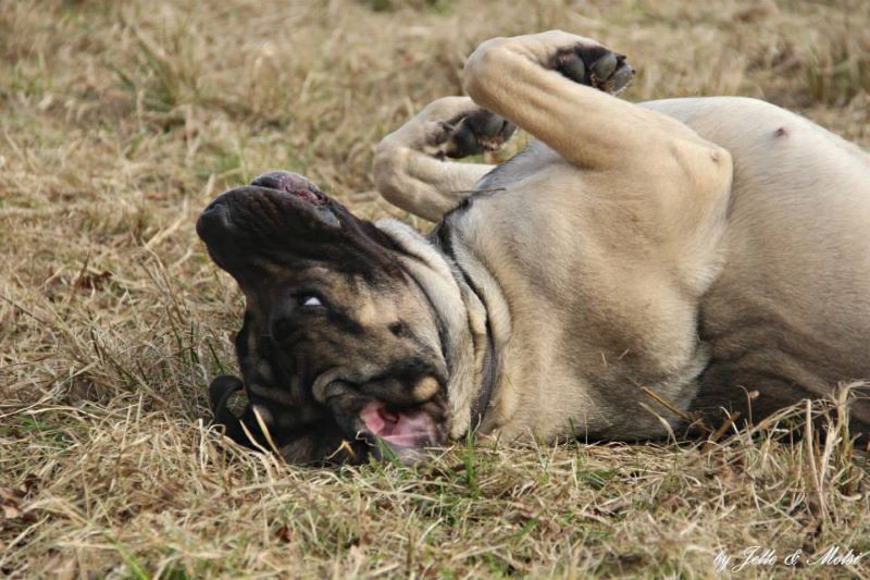In der Ruhe liegt die Kraft! Frustrationstoleranz & Impulskontrolle beim Hund trainieren