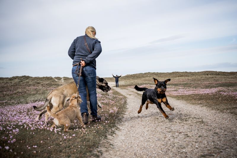 Intensivtraining: aggressiver Hund