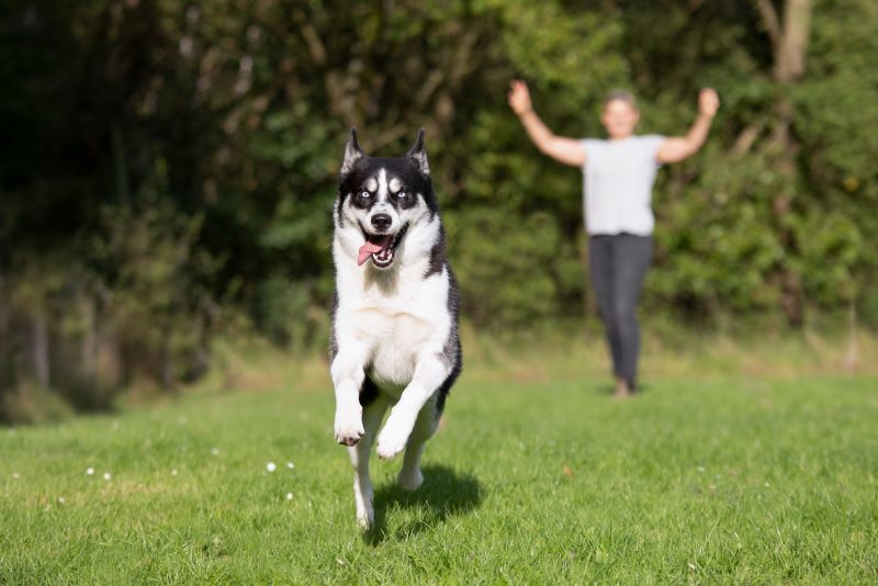Intensivtraining: jagender Hund