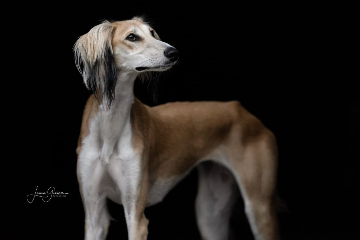 Jagender Hund! Der Specialkurs.