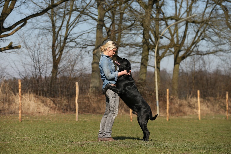 Themenpaket: Kommunikation Mensch & Hund