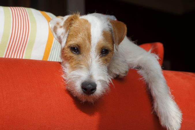 Themenpaket: unruhiger Hund