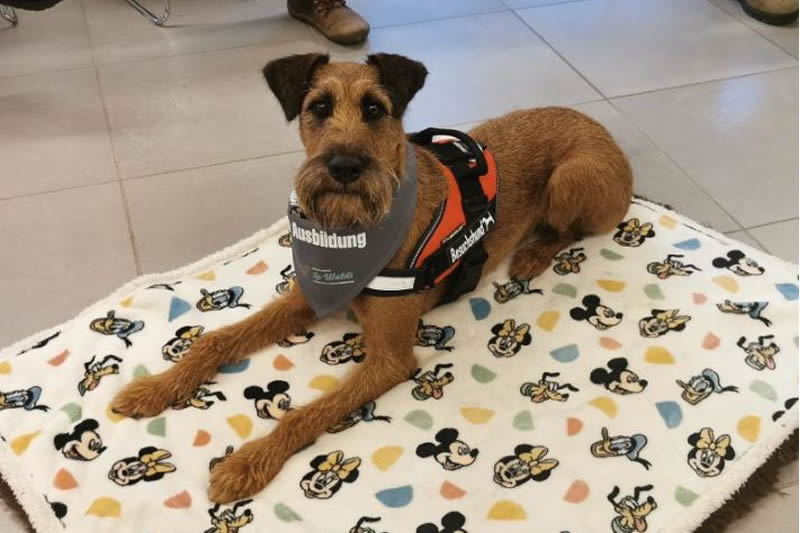 Therapiebegleithund/ Therapiehund