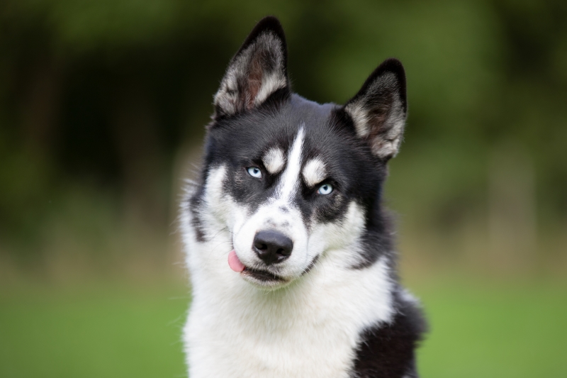 Watte im Kopf? Die Pubertät des Hundes verstehen und begleiten