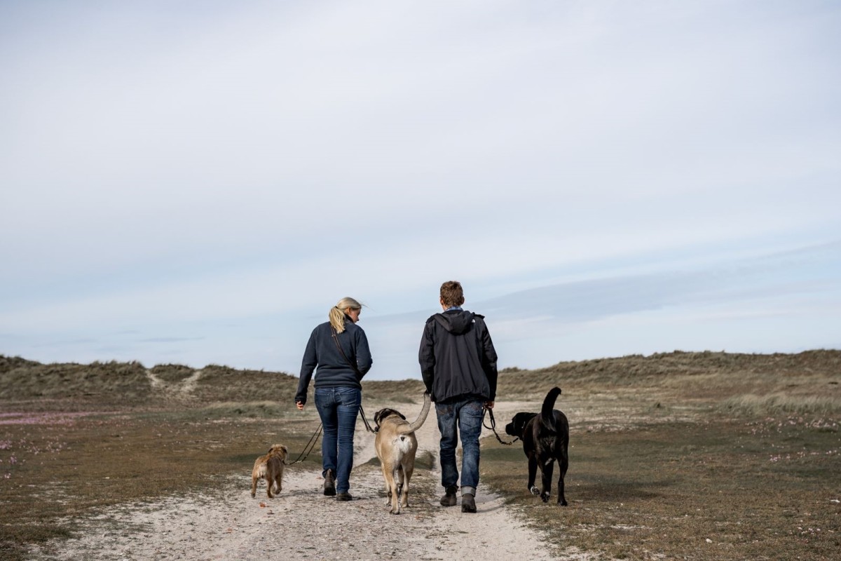 Willst Du mit mir gehen? Leinenführigkeit & Orientierungstraining für Hunde