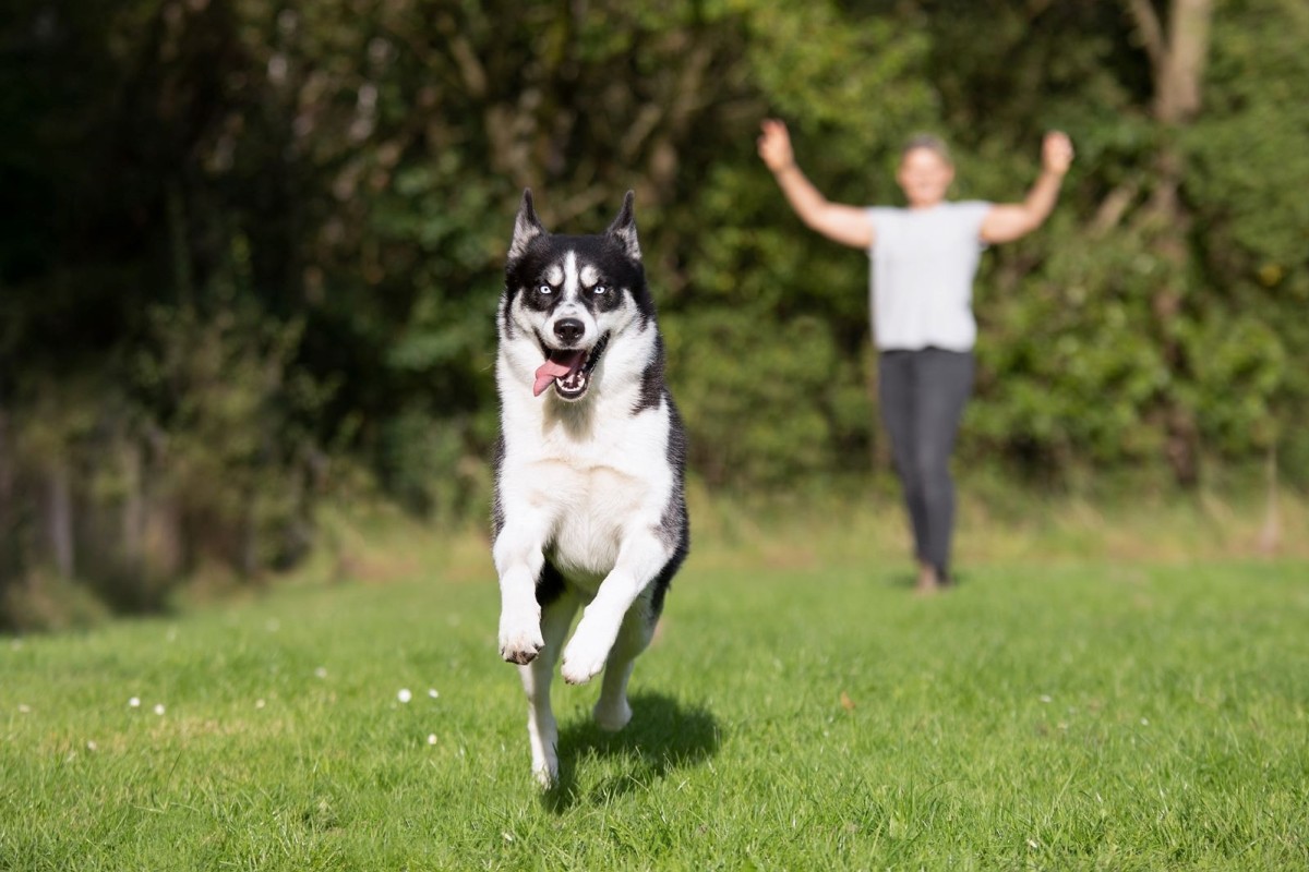 Zu mir oder zu dir? Rückruftraining: zuverlässiger Rückruf im Alltag